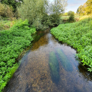 river-loddon_51484731482_o