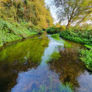 river-loddon_51486439565_o